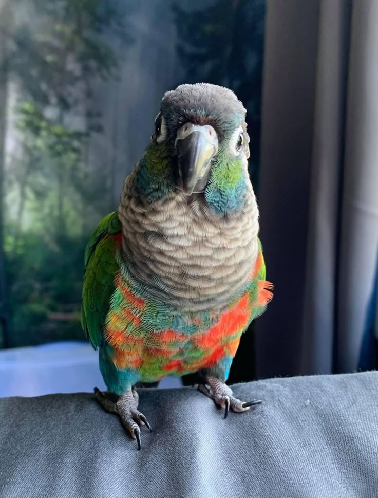 Conure Perlée 1
